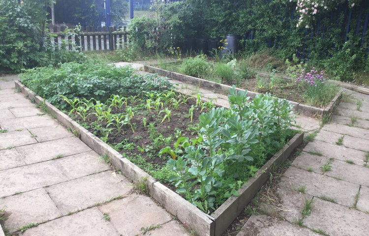 Image of The Sixth Form Allotment 