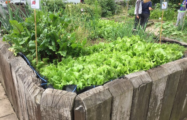 Image of Allotment Open Day Class 5.4
